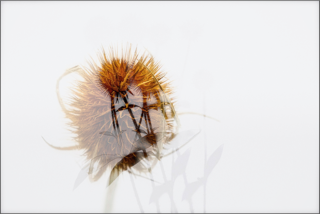 Verblühte Distel in transparenter Mehrfachbelichtung