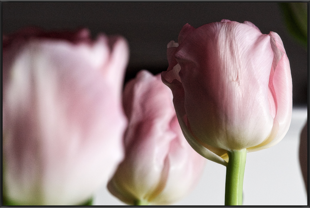 Drei zarte rosa Tulpen mit weichen Konturen und einer scharf fokussierten Blüte