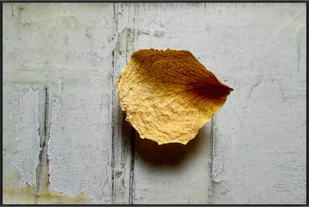 Getrocknetes gelbes Blütenblatt mit deutlich sichtbaren Blattadern auf einer verwitterten weißen Wand.