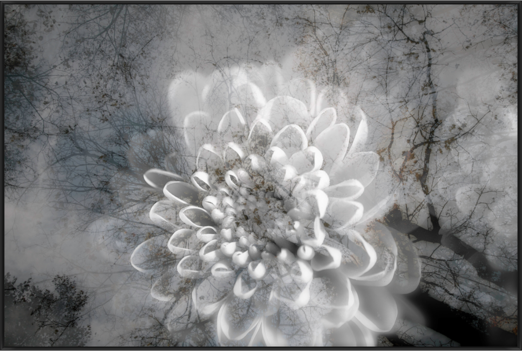 Überlagerte weiße Blüte vor einem nebligen Wald mit feinen Zweigen und einer stillen, monochromen Bildwirkung.