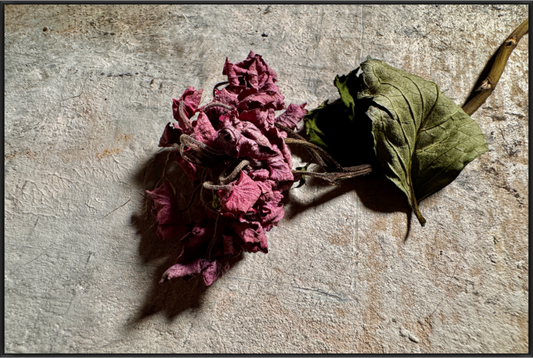 Getrocknete dunkelrote Blüte mit grünem Blatt auf einer hellen, strukturierten Wand.