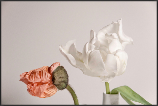 Verblühte Mohnblüte neben einer weißen Tulpe