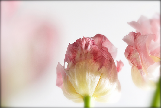 Rosafarbene Tulpen im Gegenlicht auf hellem Hintergrund