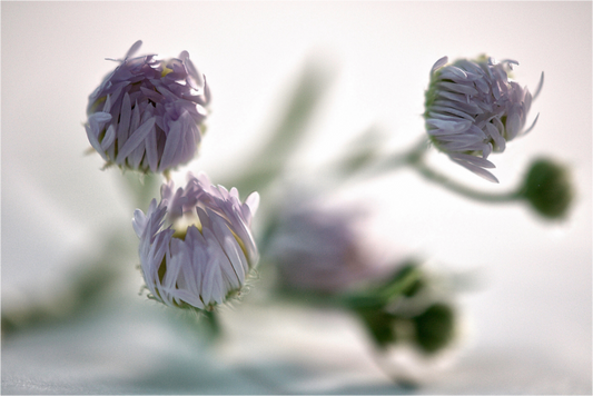 Zarte violette Blütenknospen in weichem Licht