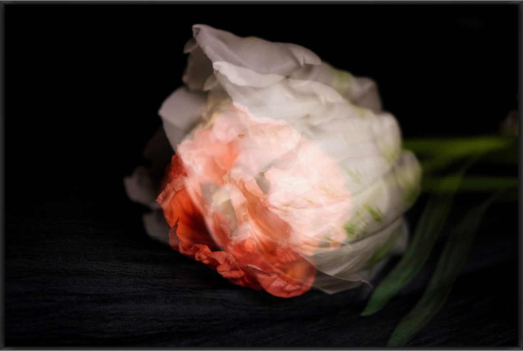 Mohnblüte in sanfter Mehrfachbelichtung auf dunklem Hintergrund