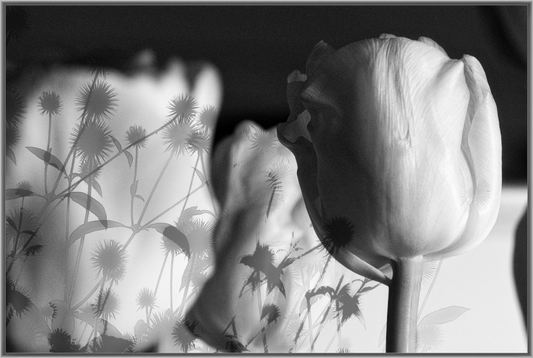 Weiße Tulpe vor überlagerten Disteln in Schwarz und Weiß