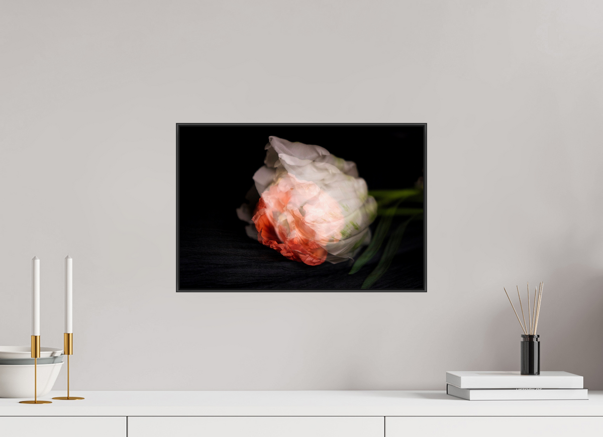 Mohnblüte in sanfter Mehrfachbelichtung auf dunklem Hintergrund